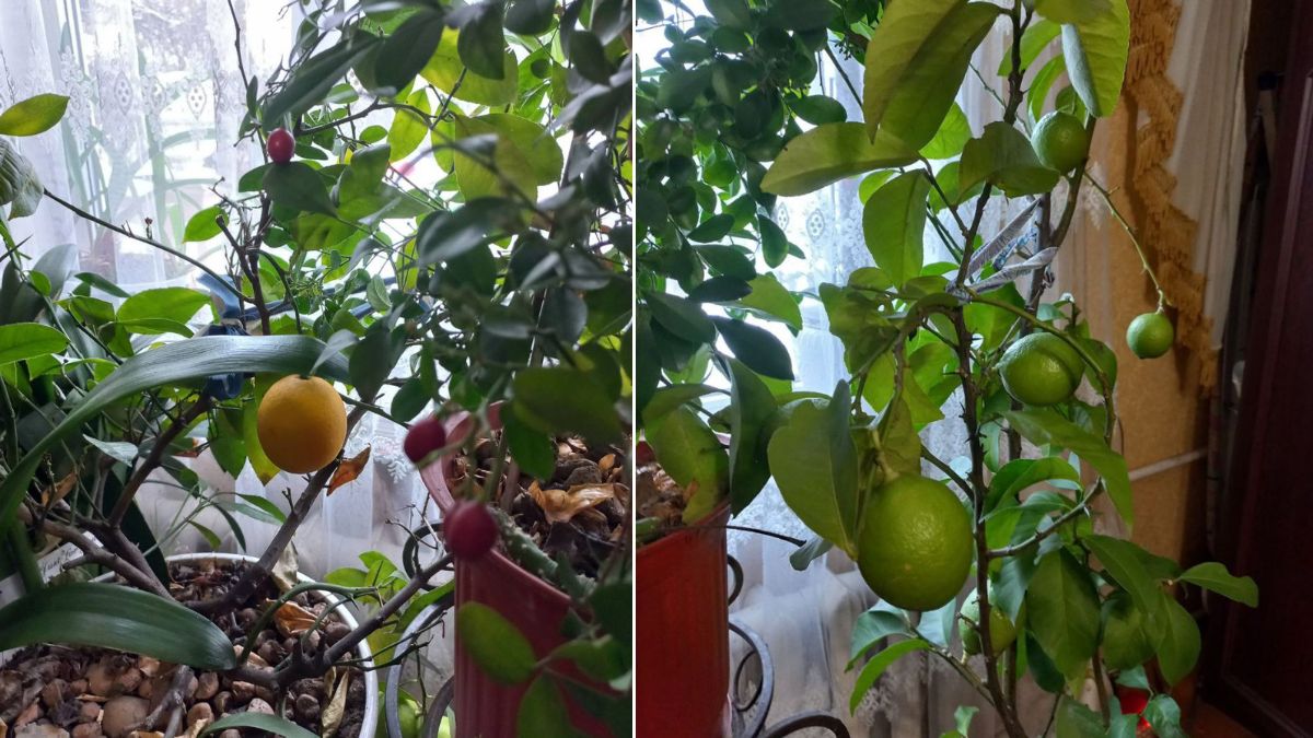 Подружжя вирощує лимони