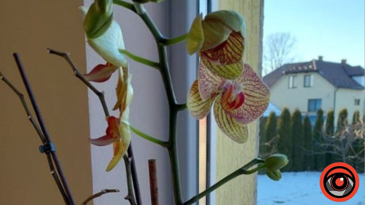 Що робити коли в'яне орхідея