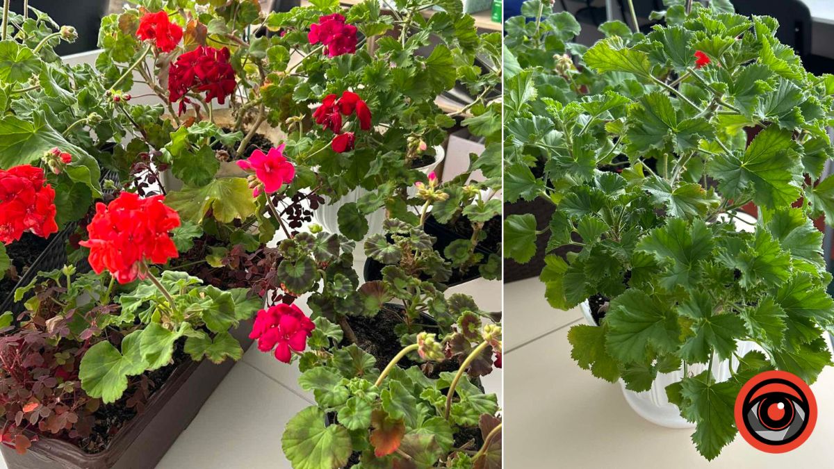 Як змусити цвісти пеларгонію