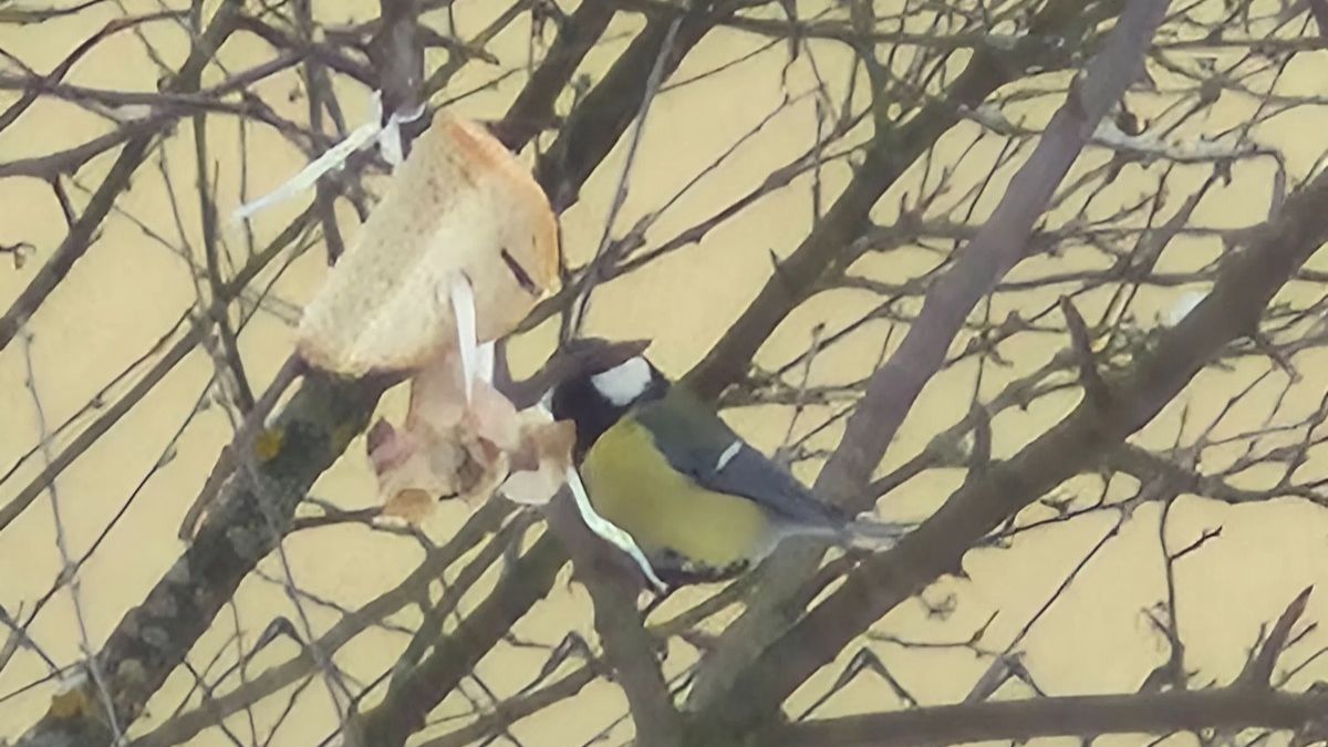 На Калущині люди рятують птахів від голоду
