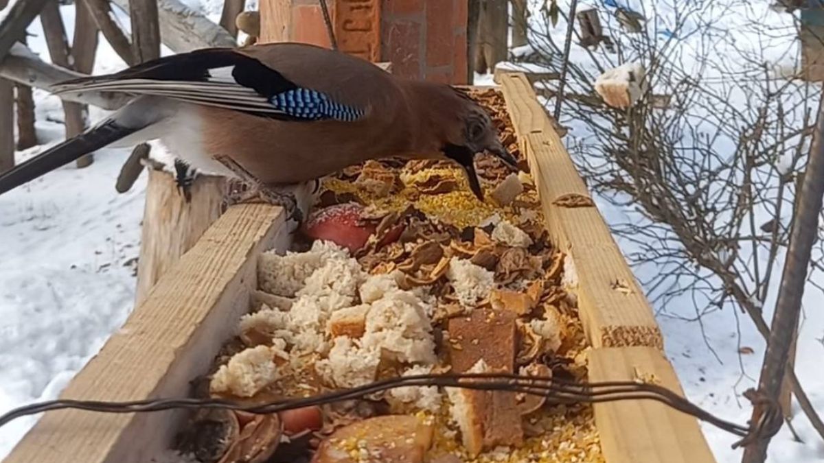На Калущині люди рятують птахів від голоду