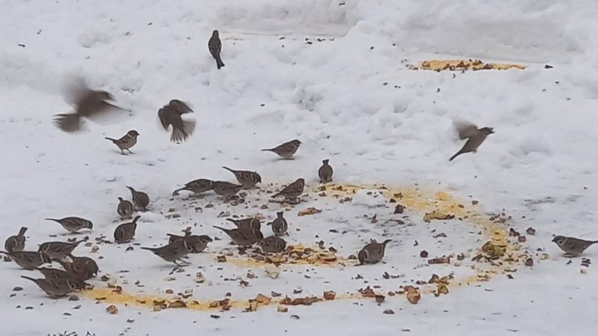 На Калущині люди рятують птахів від голоду