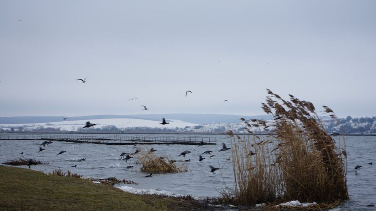 На Бурштинському водосховищі рідкісні птахи