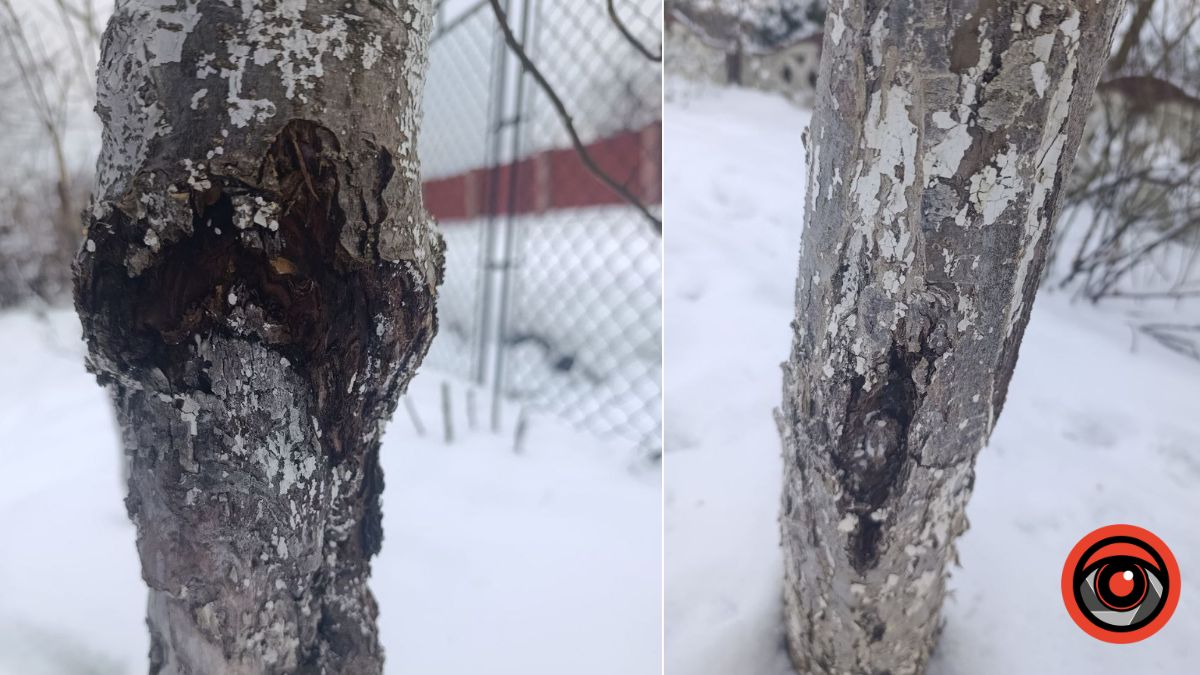 Чому взимку тріскає кора дерева