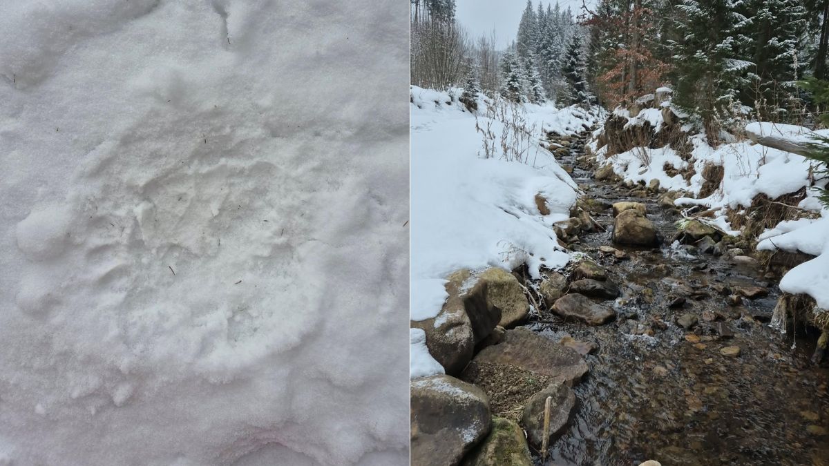 На озері Росохан сліди ведмедя