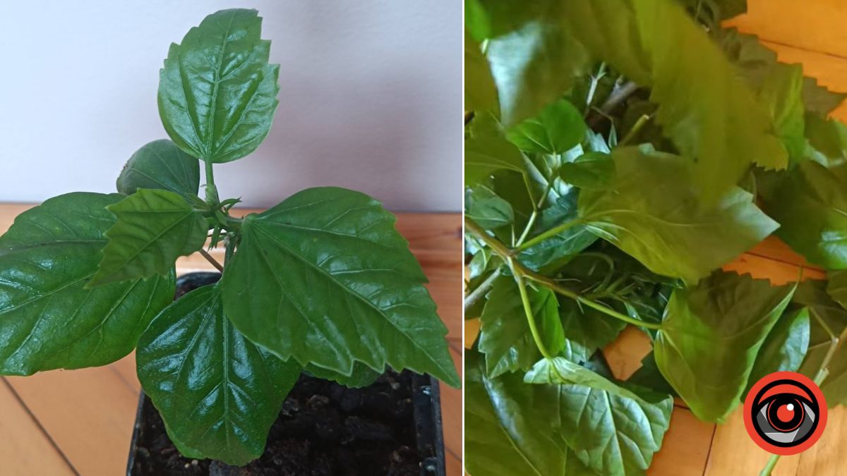 Живцювання рослин