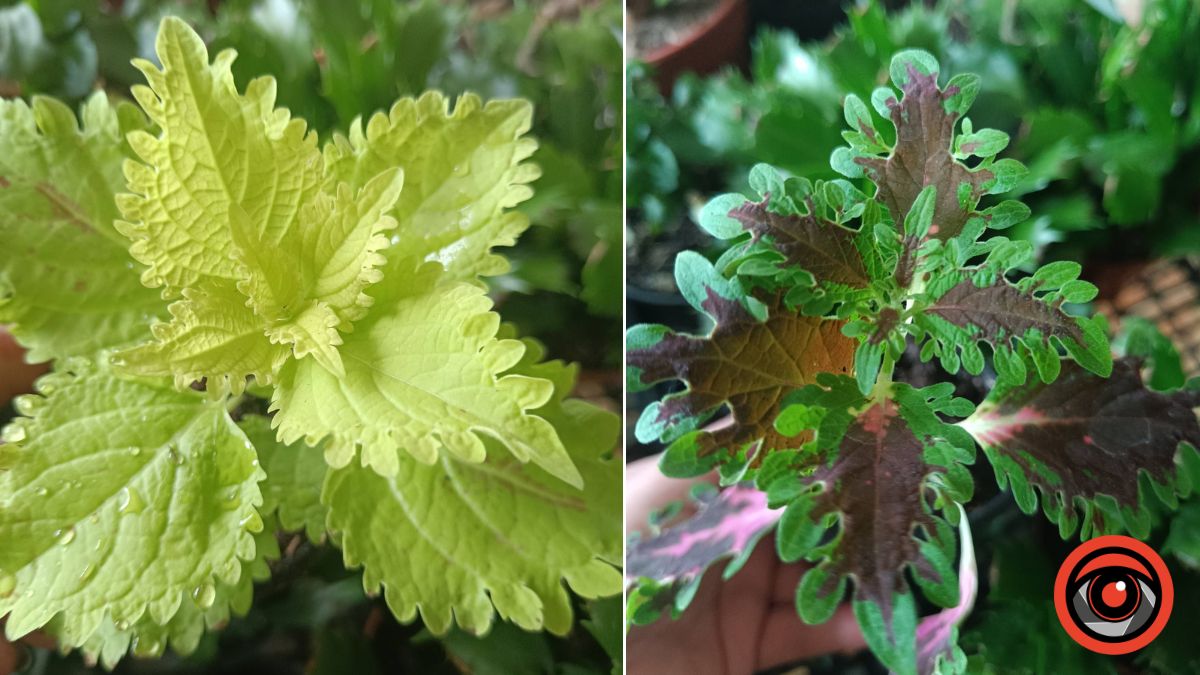 Живцювання рослин