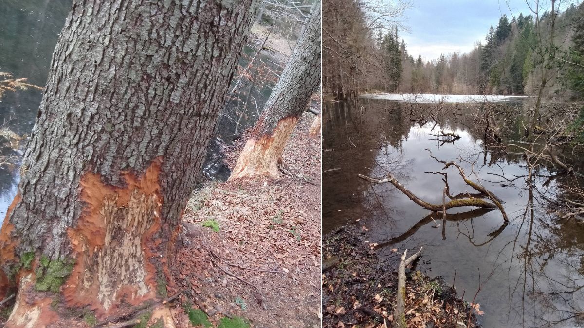 Бобри на Болехівщині