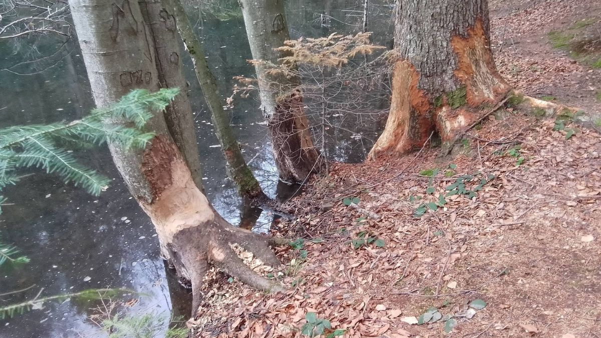 Бобри на Болехівщині