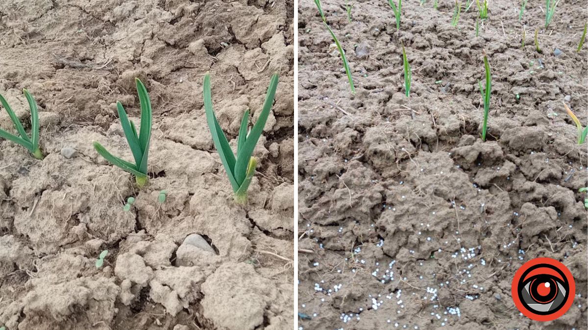 Чим підживити часник у березні