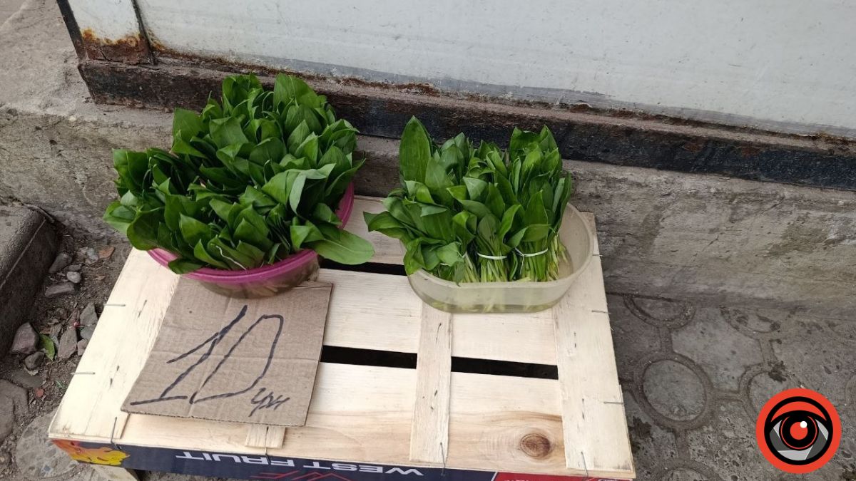 У Калуші продають черемшу