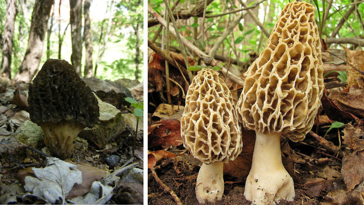 зморшки: де збирати перші весняні гриби і як не сплутати їх з отруйними