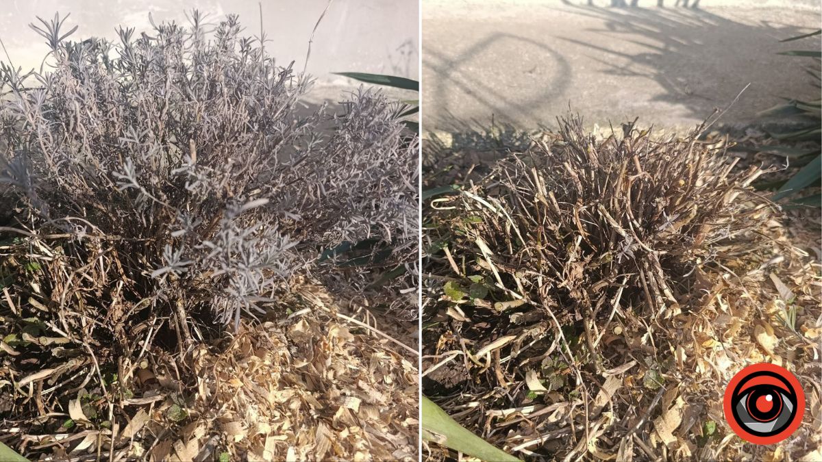 Весняна обрізка лаванди