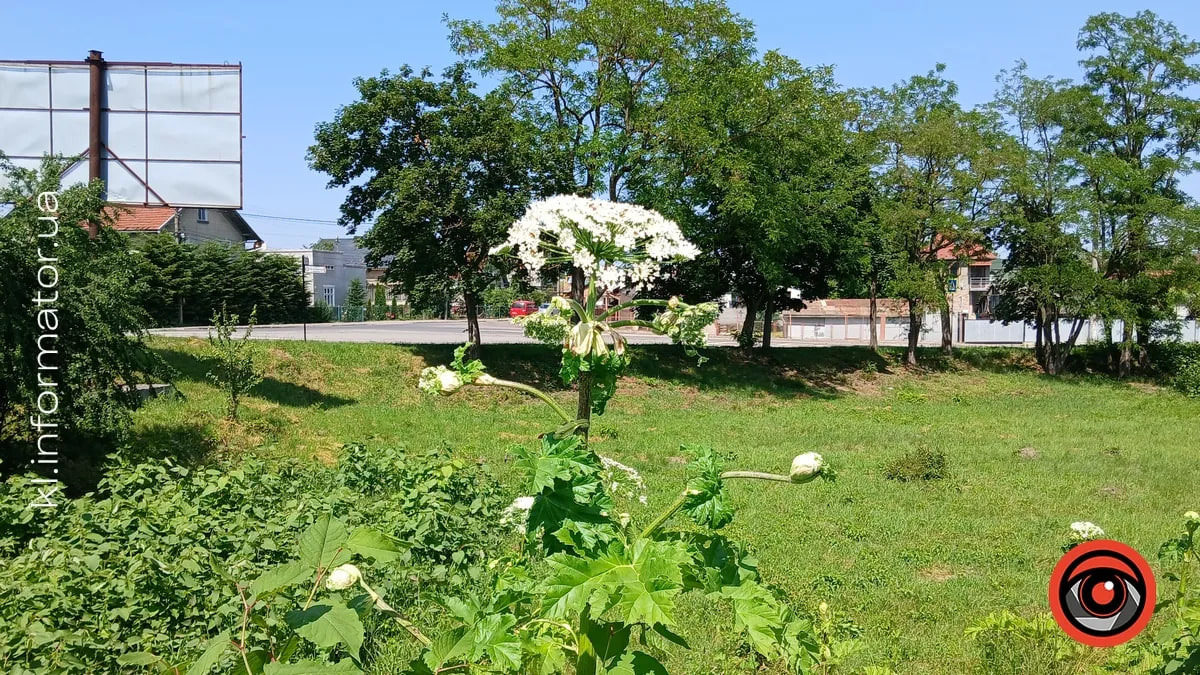 Коломийщина виділяє майже 1 млн гривень на боротьбу з борщівником