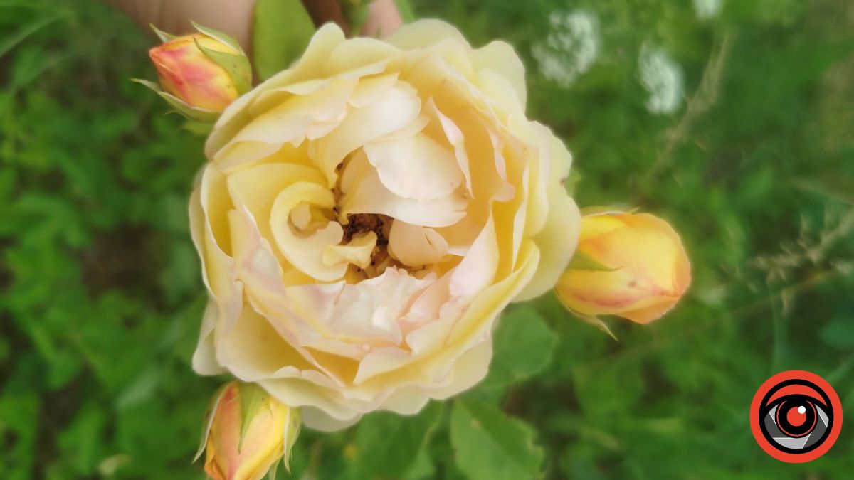 Що робити з трояндами після зими