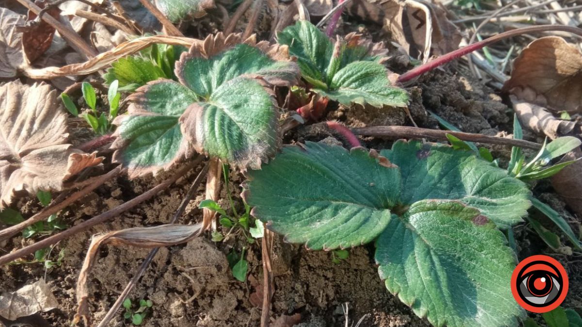 Чим підживити полуницю після зими