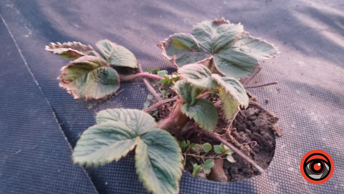 Чим підживити полуницю після зими