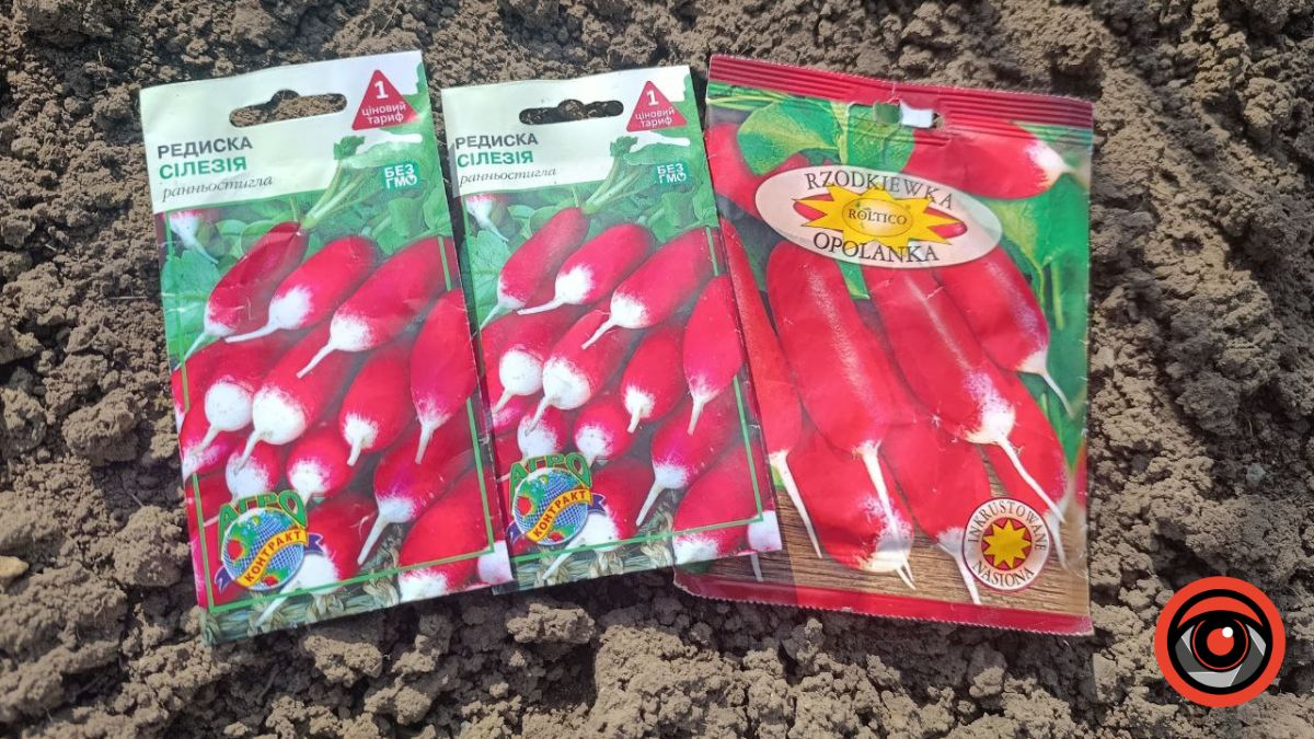 Як сіяти редиску