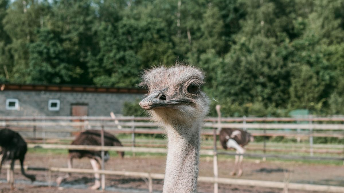 У Ловагах страусина ферма