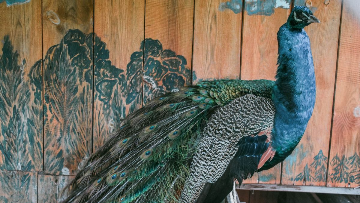 У Ловагах страусина ферма