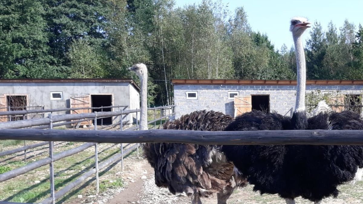 У Ловагах страусина ферма