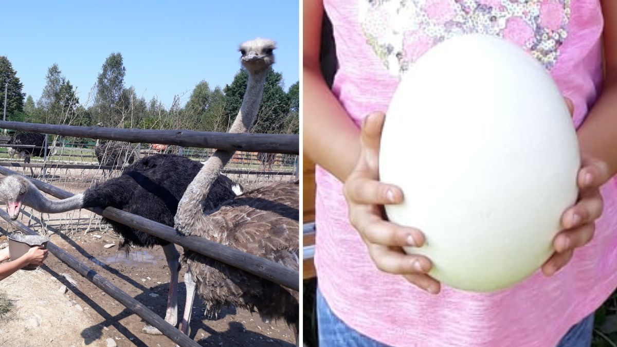 У Ловагах страусина ферма