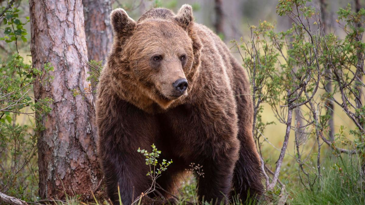 Енергія вітру чи збереження природи: дилема для Українських Карпат 1
