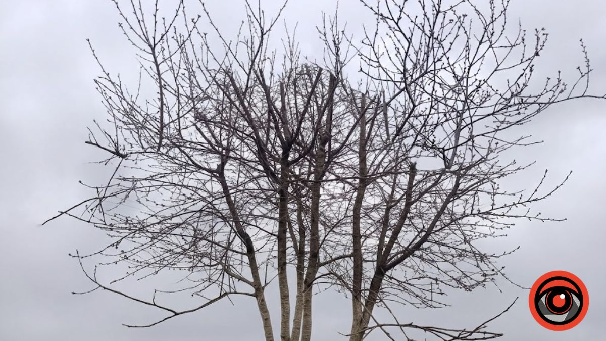 Чим підживити вишню навесні