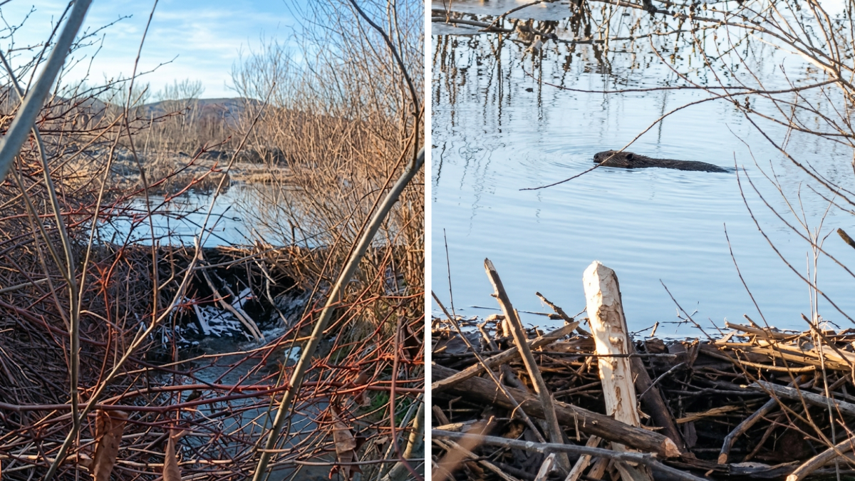 На Калущині бобри звели 2-метрову дамбу
