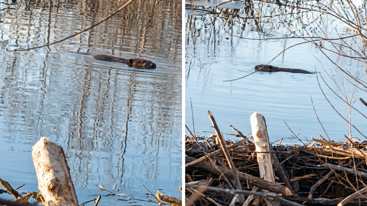 На Калущині бобри звели 2-метрову дамбу