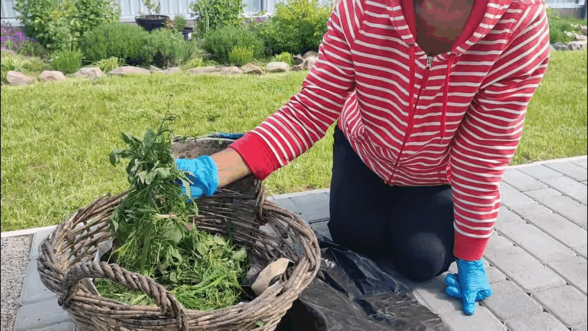 Як зробити “стимулятор” з бур’янів для підживлення культур