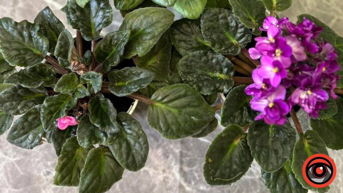 Чим поливати фіалку