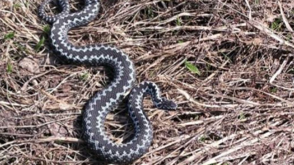 Прикарпатка натрапила на гадюку