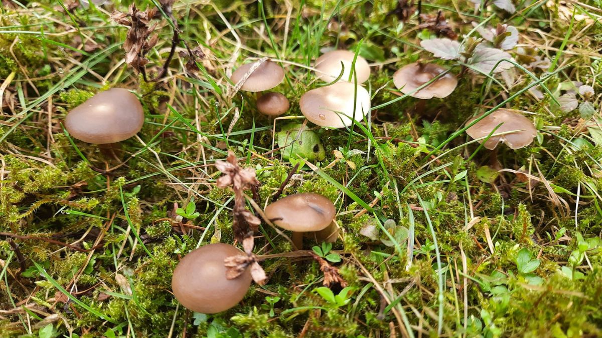 У Галицькому парку гриби