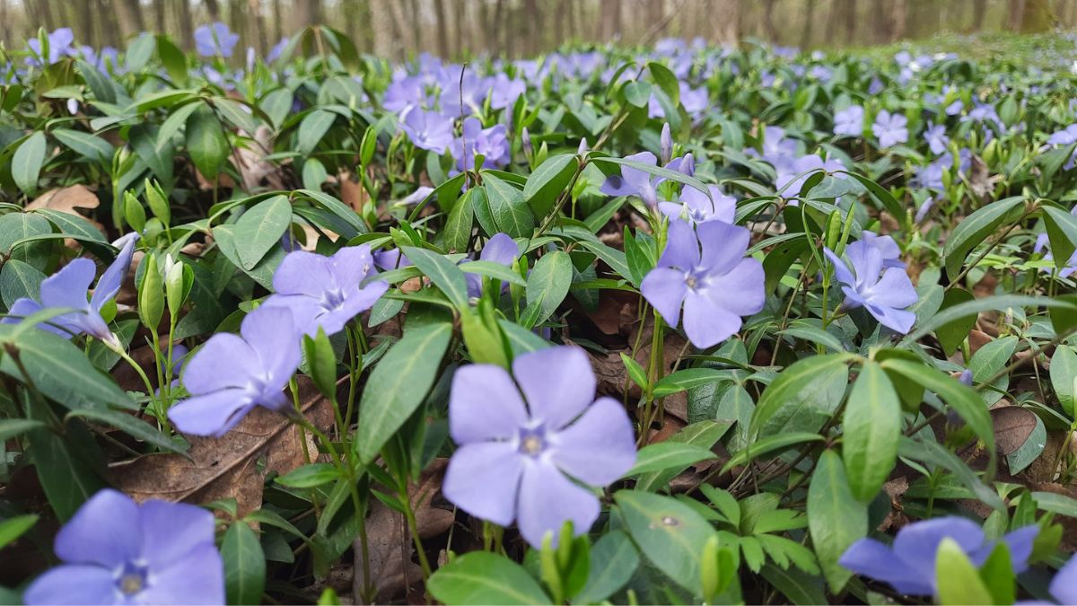 У Галицькому парку гриби