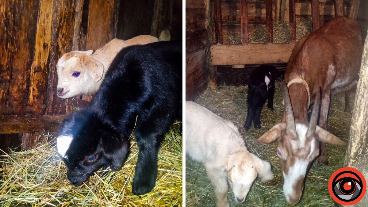 Як годувати козенята