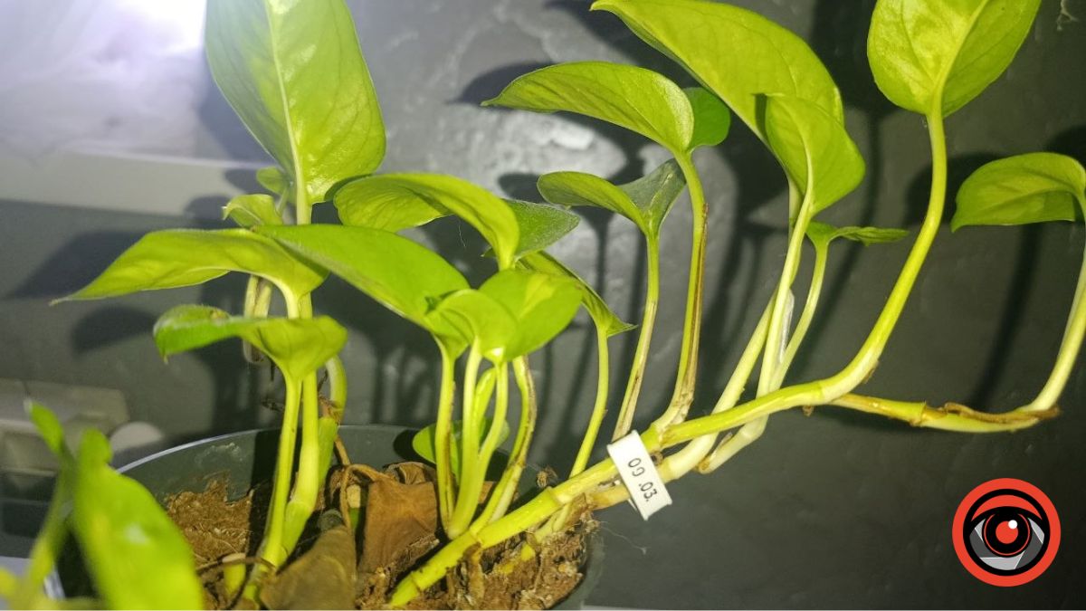 Хлібні затискачі