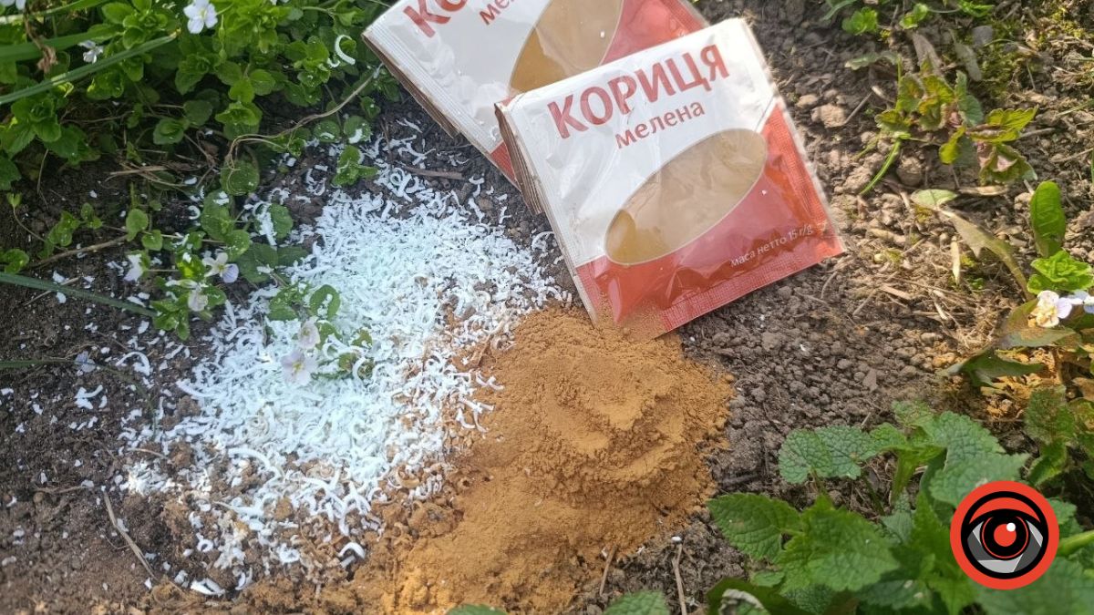 Як з допомогою кориці та мила позбутися мурах