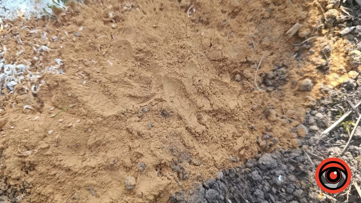 Як з допомогою кориці та мила позбутися мурах