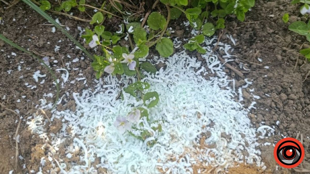 Як з допомогою кориці та мила позбутися мурах