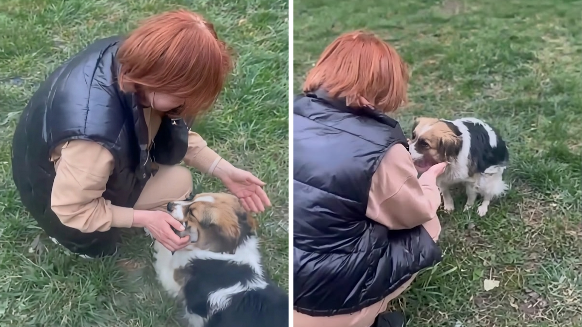 У Рожнятові зникла собака, але її знайшли