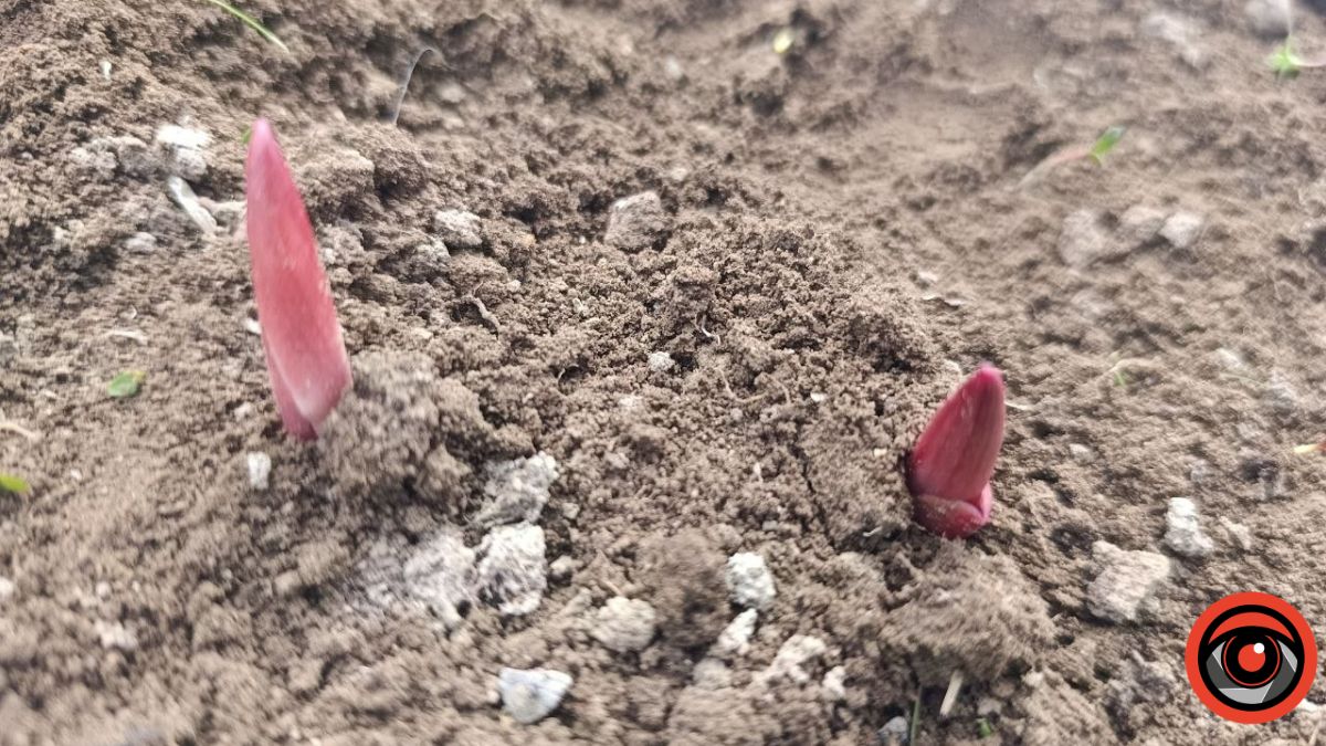 Чим підживити півонії навесні