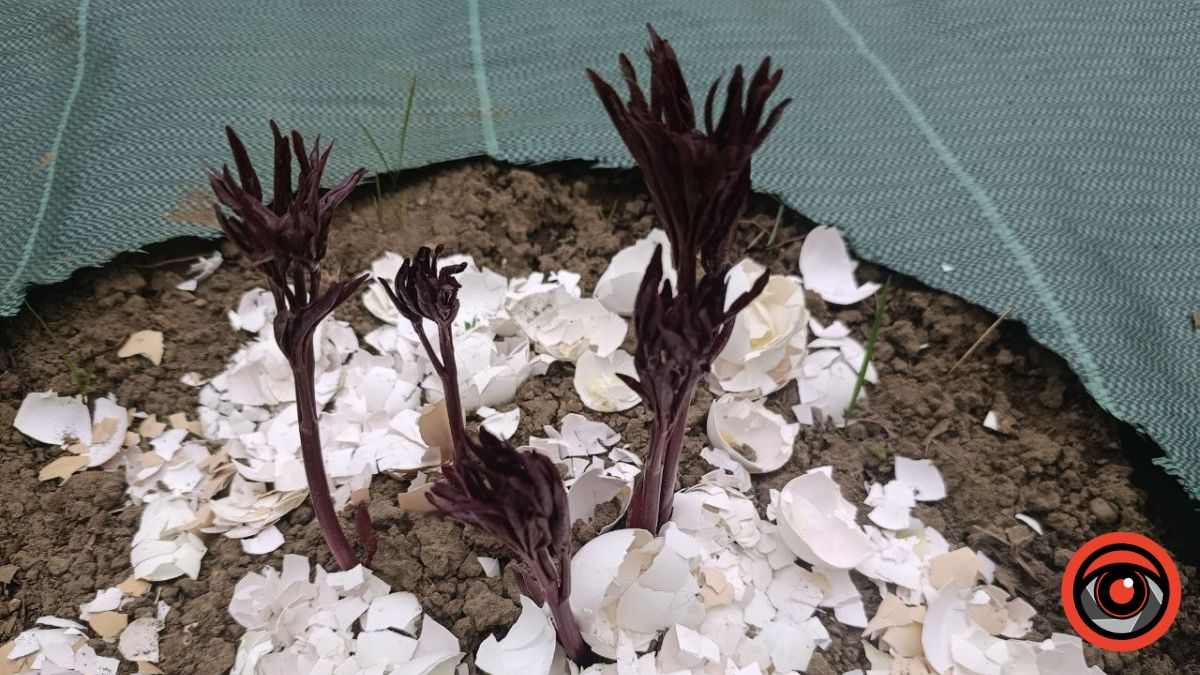 Чим підживити півонії навесні