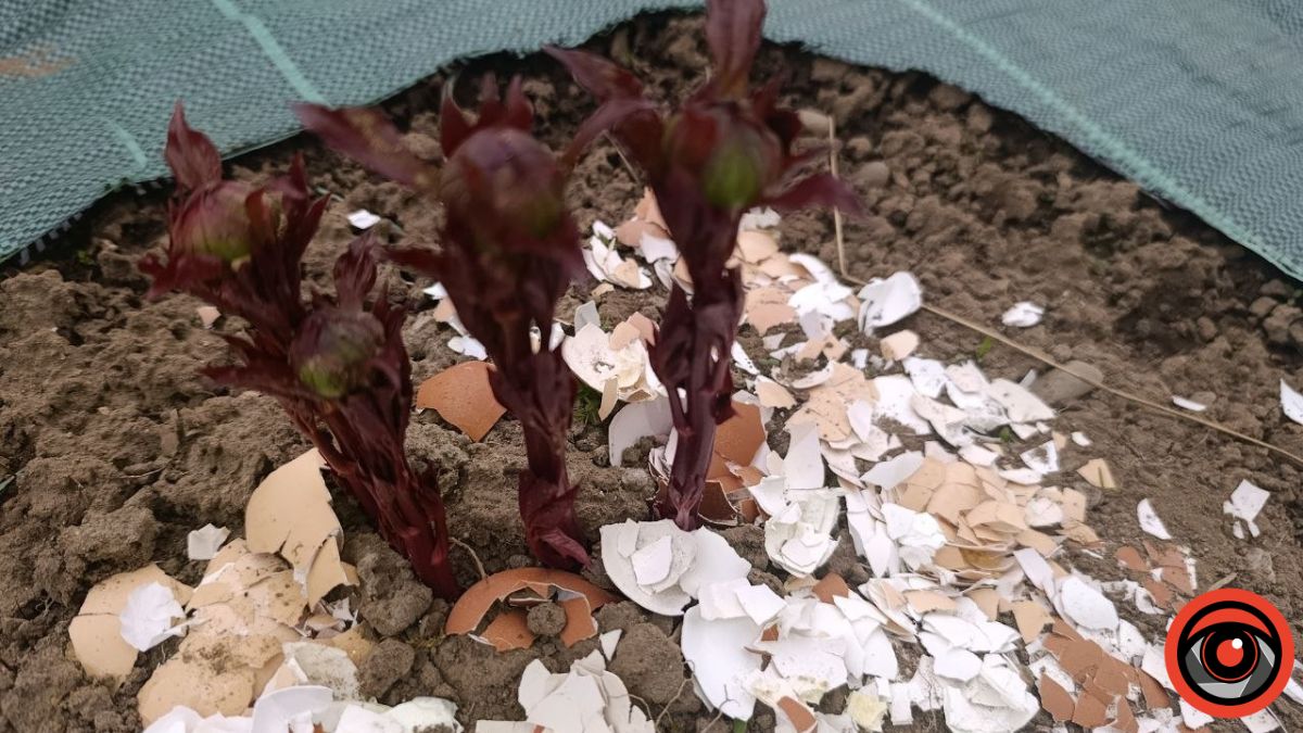 Чим підживити півонії навесні