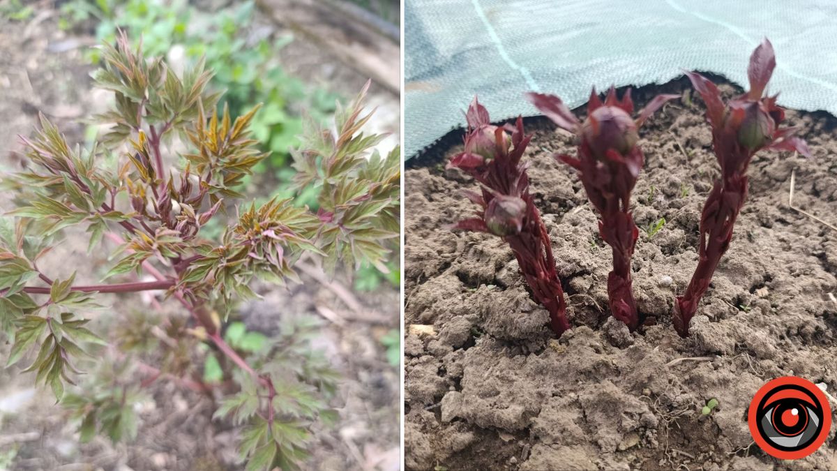 Чим підживити півонії навесні