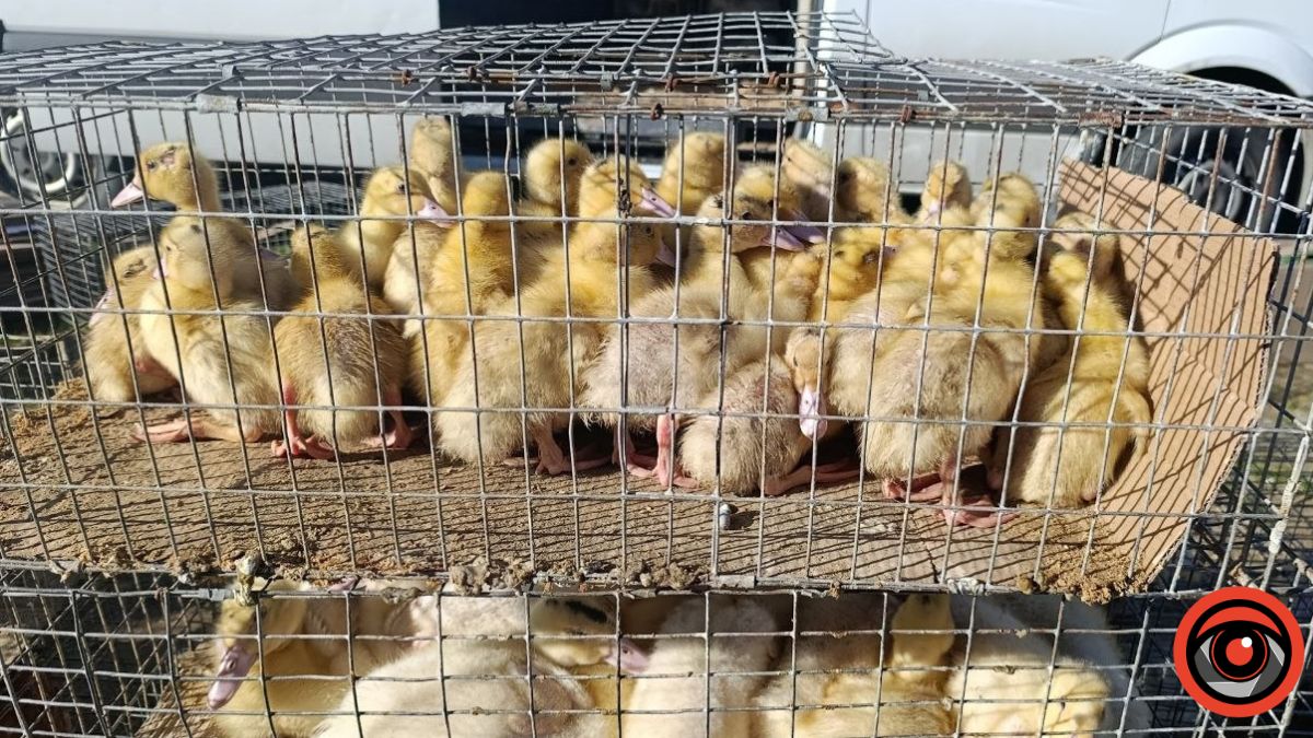 Пташиний ринок у Рожнятові