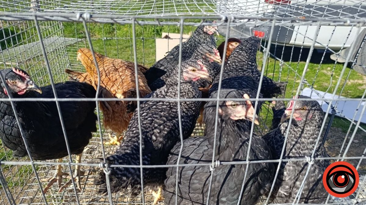 Пташиний ринок у Рожнятові