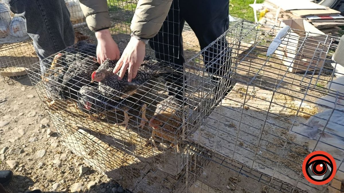 Пташиний ринок у Рожнятові