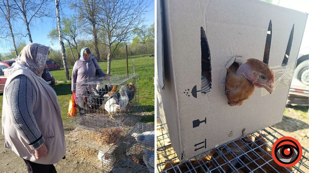 Пташиний ринок у Рожнятові