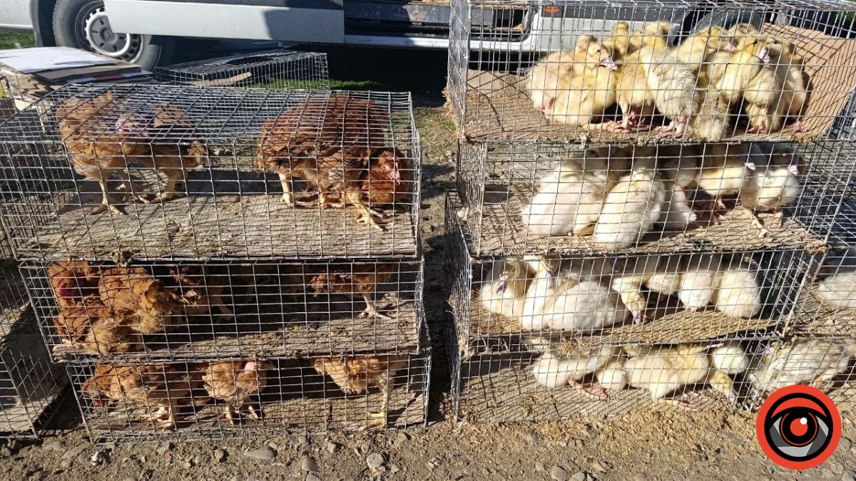 Пташиний ринок у Рожнятові